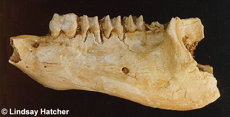 Jaw bone of Sthenurus brownei - Extinct Kangaroo. This specimen was collected in Moondyne Cave - Bones