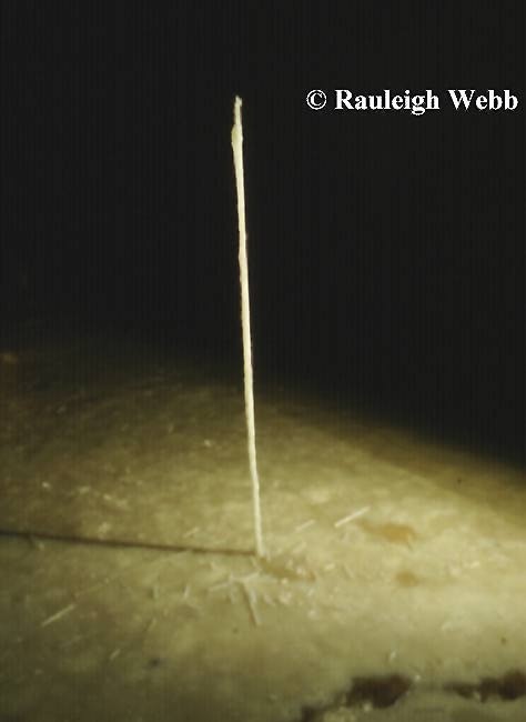 A straw "stalagmite". At one time this was a straw column but it fractured leaving this guy on the floor only! - South West