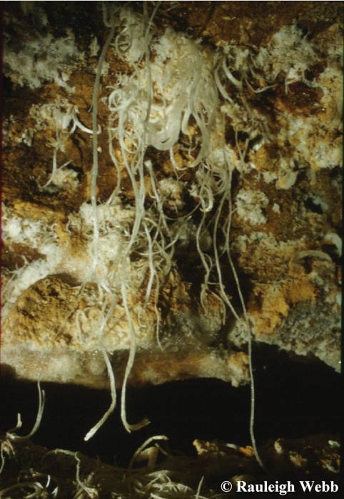 Halite decorations - Nullarbor - Halite