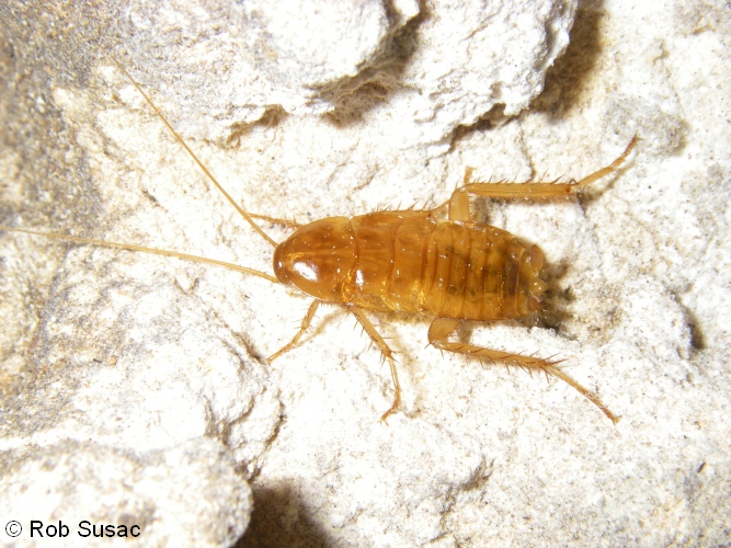 33 Blattellinae; Neotemnopteryx douglasi cockroach Tp YN