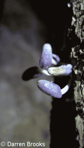 PurpleFungus