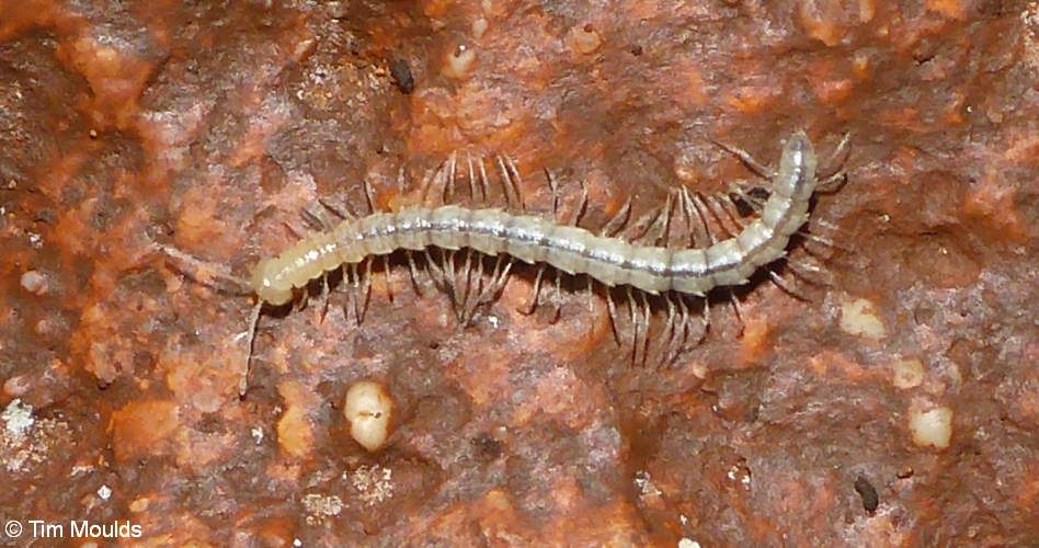 26 Diplopoda Paradoxosomatidae Stygiochiropus communis (2) cropped